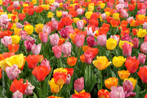A colourful mix of hybrid triumph tulips in flower. #499991338