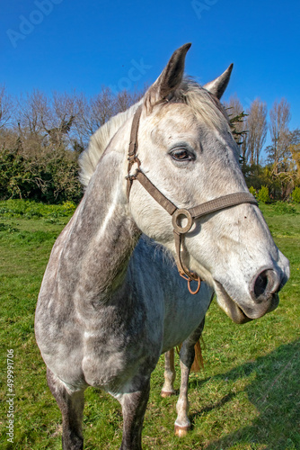 Tête d’un cheval Appaloosa Varnish de face