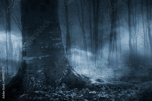 fog in dark woods at night, horror landscape