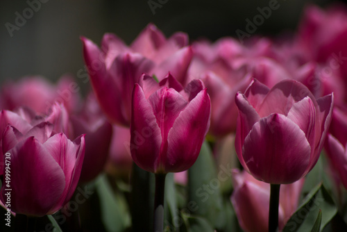 pink tulips in the garden