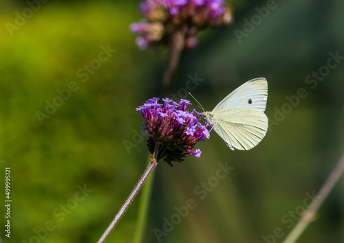 Verbena Collector