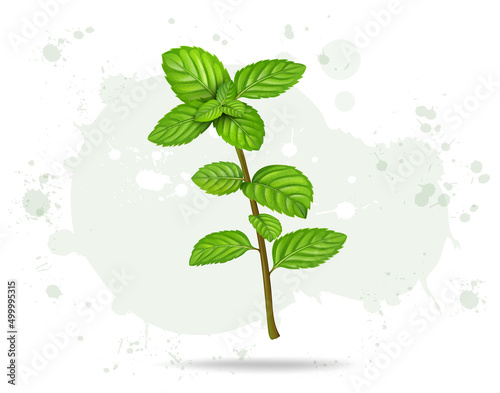 Mint leaves stem vector illustration isolated on white background