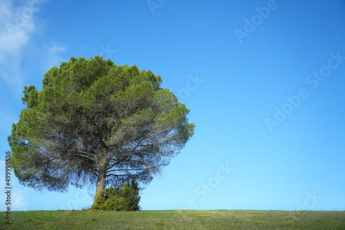 Rural landscape, containing a green tree on the left side, not centered, with a green grass with a blue skyline.