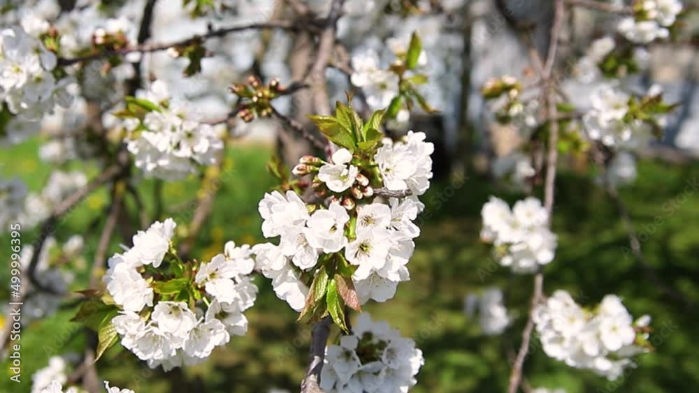 Selective focus of beautiful cherry blossom branches on a background of green grass. Beautiful cherry blossoms during the spring season in the park. Beauty is in nature. Selective focus of beautiful cherry blossom branches on a background of green grass. Beautiful cherry blossoms during the spring season in the park. Beauty is in nature.