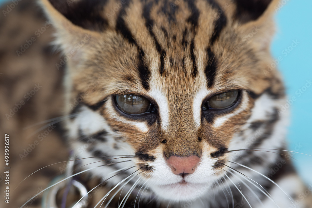 Close up of leopard cat on blue background