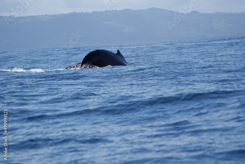 Humpback whales that sailed into Samana Bay during seasonal migration
