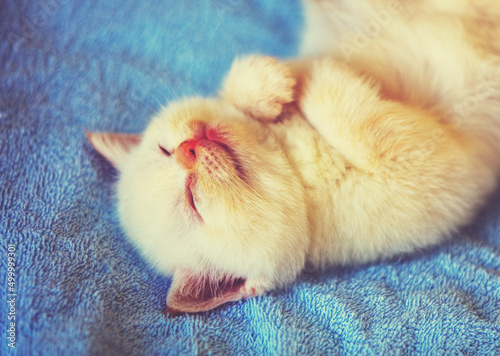 Sleeping cute kitten lies on his back on a blue fluffy blanket photo