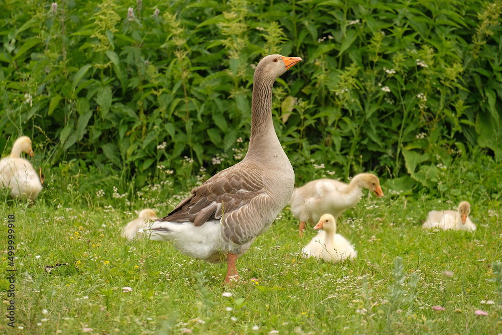 Goose and goslings walk on green grass Goose and goslings walk on green grass