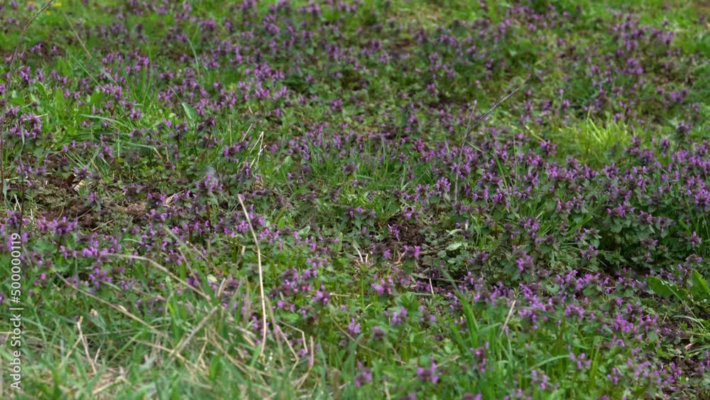 Purple Dead Nettle on slight breeze (Lamium purpureum) - (4K) Purple Dead Nettle on slight breeze (Lamium purpureum) - (4K)