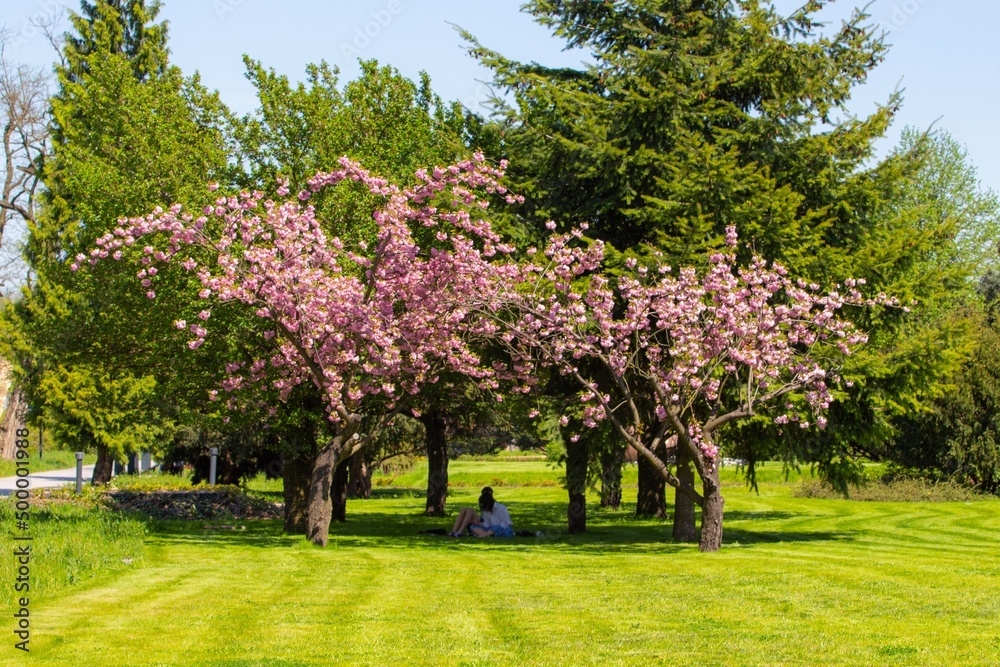 Różowe kwitnięcie drzew. Piękny park. Młodzież odpoczywa w cieniu. - obrazy, fototapety, plakaty 