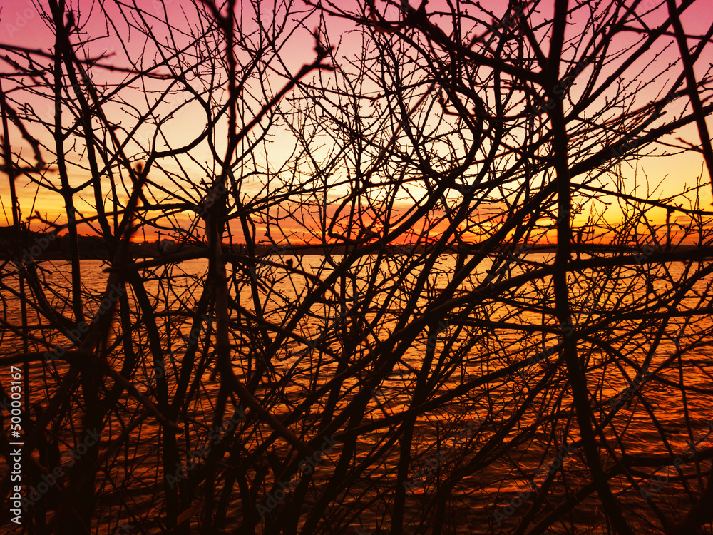 Tree branches against the background of a sunset Tree branches against the background of a sunset
