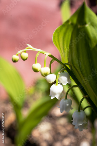 The lily of the valley is a small bell-shaped white flower with a good fragrance. It is the flower of May 1st