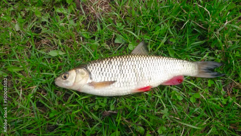 Fresh chub on the green grass, top view Fresh chub on the green grass, top view