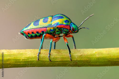 Jewel bugs  photo
