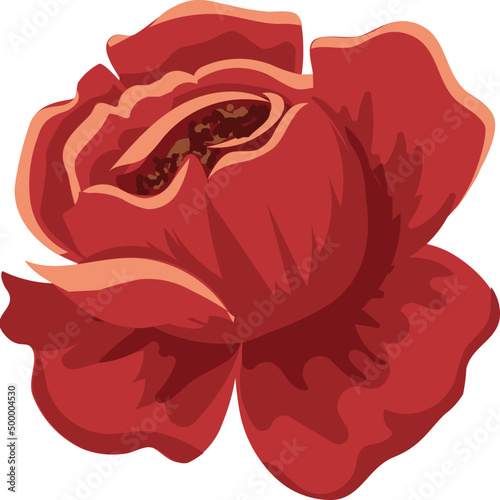 Red rose