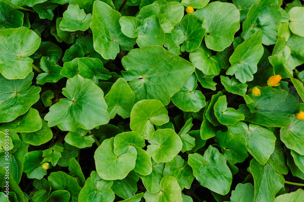 Fototapeta premium Green leaves close up, nature background
