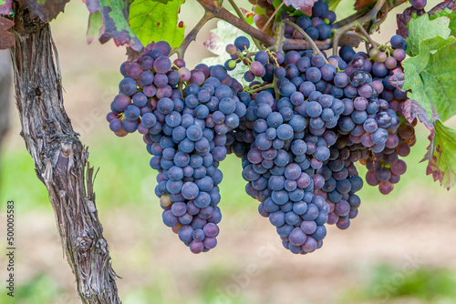 Blaue Weintrauben (Vitis sp.) am Rebstock