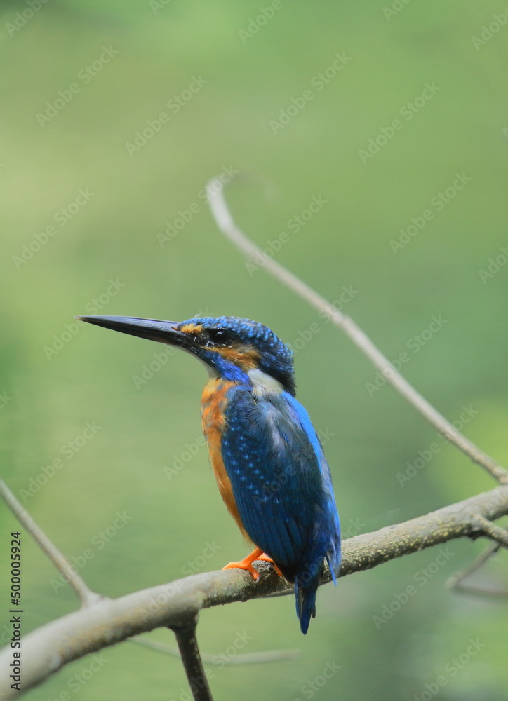 a common kingfisher or eurasian kingfisher (alcedo atthis) sitting on a branch a common kingfisher or eurasian kingfisher (alcedo atthis) sitting on a branch