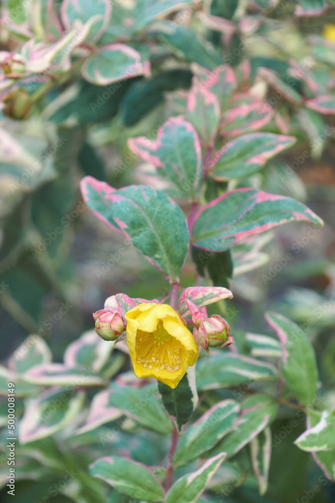 Tricolor St. Johns wort (Hypericum moserianum). Hybrid between Hypericum calycinum and Hypericum patulum