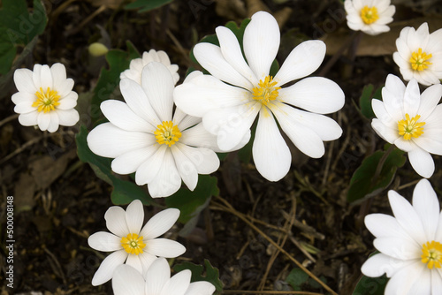 Bloodroot (Sanguinaria canadensis). Called Red Pucoon also photo