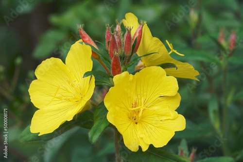 Common Evening primrose (Oenothera biennis). Called Evening star, Sundrop, Weedy evening primrose, German rampion, Hog weed and Fever-plant also photo