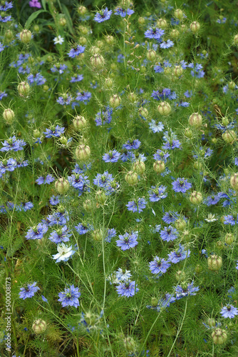 Love-in-a-mist (Nigella damascena). Called Ragged lady and Devil in the bush also