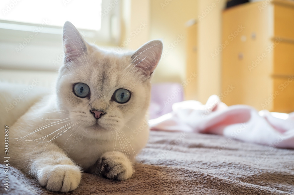 Φωτογραφία Surprised cat lying on the bed and looks with interest with big blue eyes, against the background of the home interior