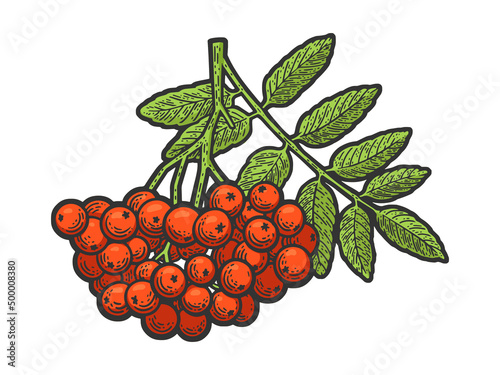 rowanberry berry plant color sketch engraving vector illustration. T-shirt apparel print design. Scratch board imitation. Black and white hand drawn image.