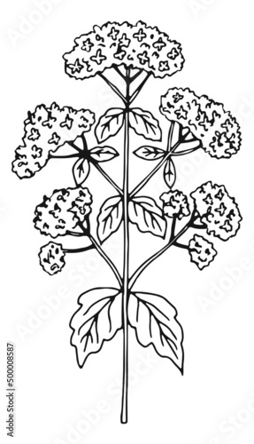 Valerian herb. Blooming natural plant flowers drawing