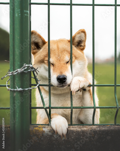 Valokuva shiba derrière grillage