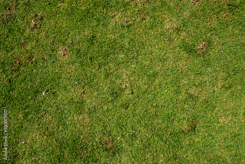 green short grass texture background photo