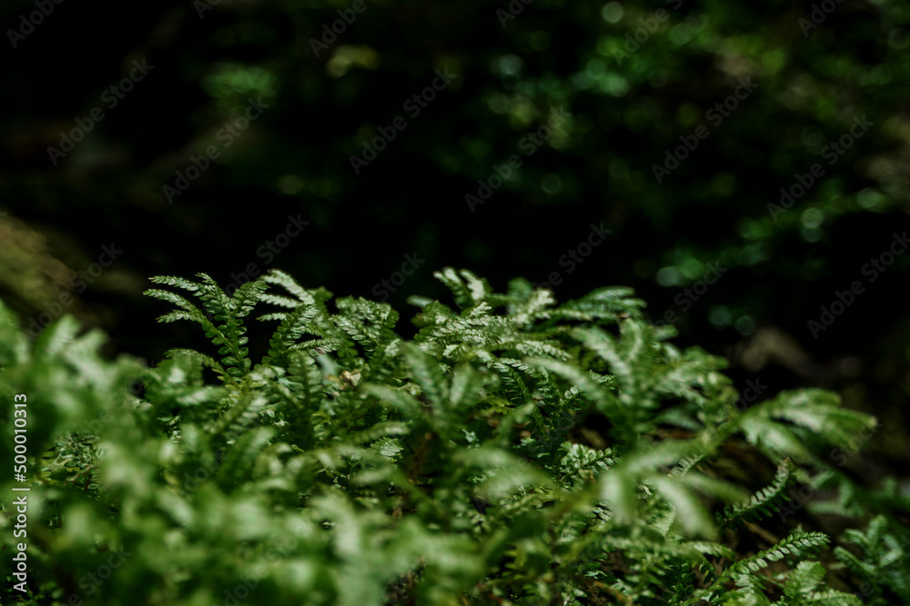 The fine and delicate leaves of the Spike Moss fern