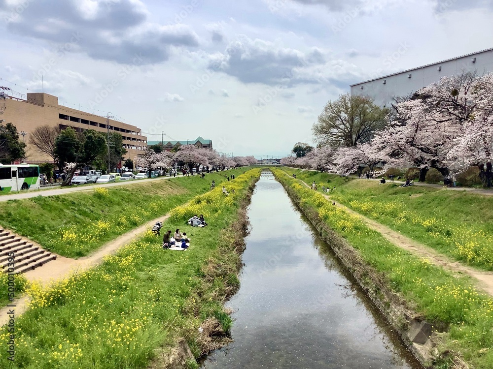 Scenery of cherry blossoms and canola flowers along the Sana River in Toyokawa City Scenery of cherry blossoms and canola flowers along the Sana River in Toyokawa City