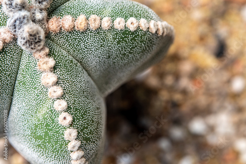 The fluffy tufts and white dot on the lobe of Astrophytum myriostigma Cactus