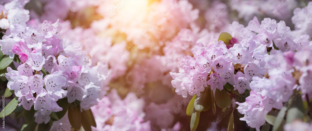 liliowe rozwinięte kwiaty rhododendrona w ogrodzie w promieniach słońca - obrazy, fototapety, plakaty 