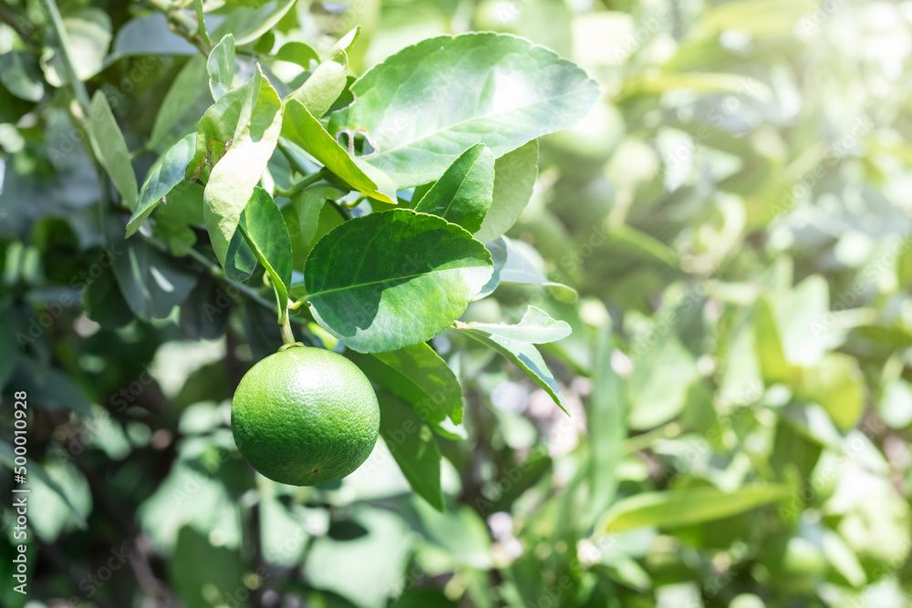 Green lemon for health and agriculture Green lemon for health and agriculture