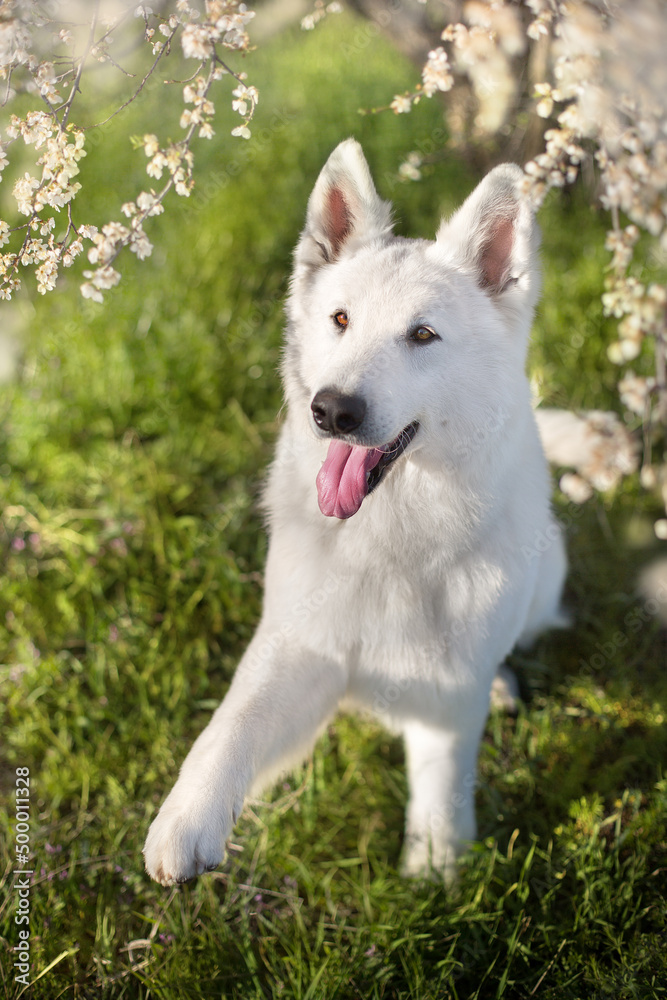 White Swiss Shepherd Dog  in spring flowerrs