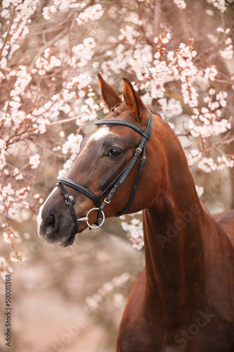 Red  horse on spring blossom © kwadrat70