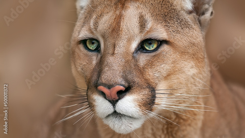  Cougar portrait close up