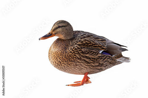 Mallard duck closeup isolated