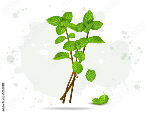 Mint leaves herbs stem vector illustration isolated on white background