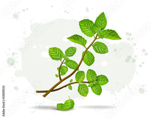 Fresh Green Herbal Peppermint leaves stems vector illustration