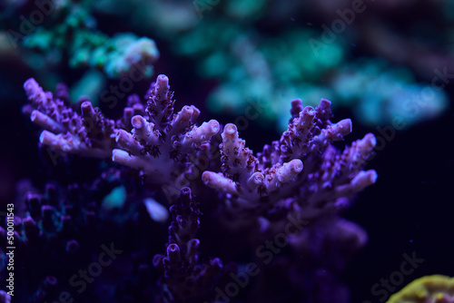 sea ​​coral acropora © st.kolesnikov