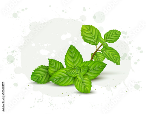 Fresh Green Herbal Mint leaves vector illustration