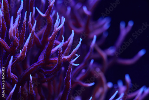 marine coral Seriatopora hystrix photo