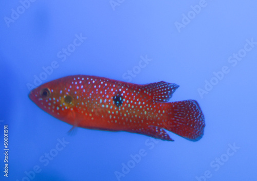 dotted Red aquarium fish