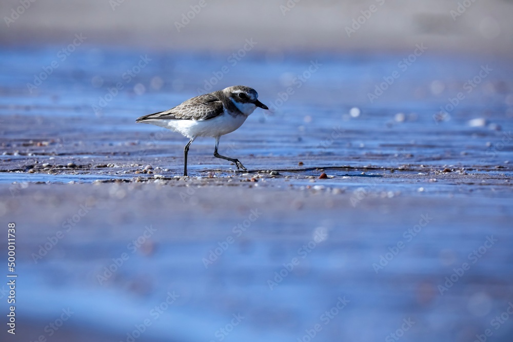 Fototapeta premium Bird on the beach, lesser sand plover, Plover bird, Small wader, Charadrius mongolus.