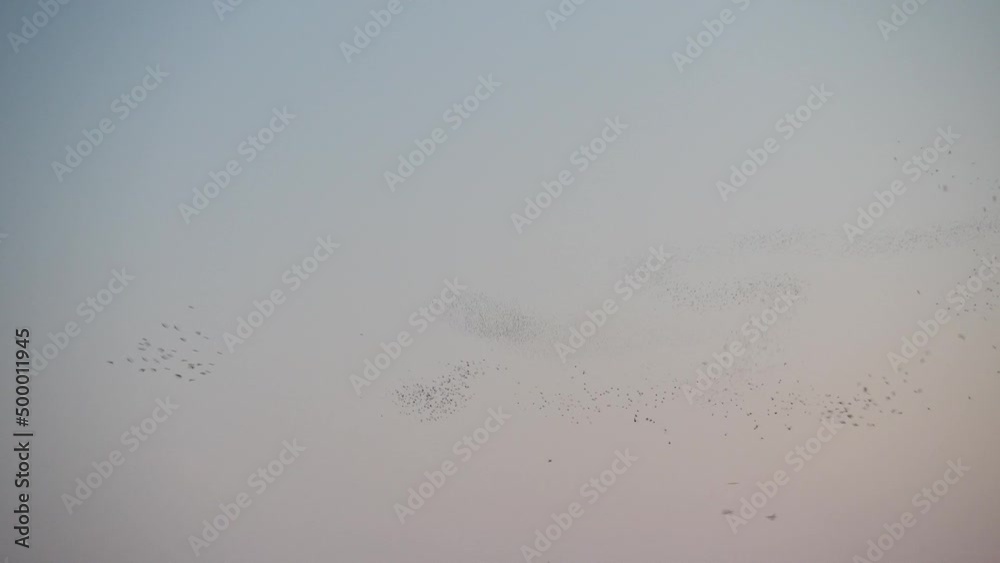A swarm of blackbirds spiraling as a flock in a murmuration at dusk. A swarm of blackbirds spiraling as a flock in a murmuration at dusk.
