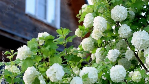 Blooming Viburnum opulus on the background of a country wooden house.Spring concept.Slow motion,selective focus.