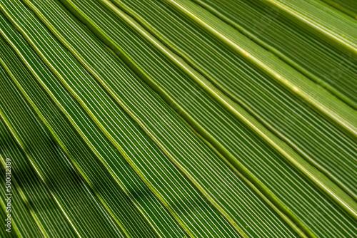 Foglia di palma in primo piano macro